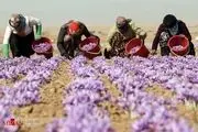 صادرات 90 ملیاردی زعفران