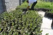 پسته مراوه تپه گلستان برند می شود + تصاویر