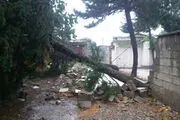 
تندباد 65 کیلومتری در مازندران
