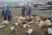 دامدار بواناتی قاتل گوسفندانش را رها کردند+تصاویر