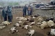 دامدار بواناتی قاتل گوسفندانش را رها کردند+تصاویر