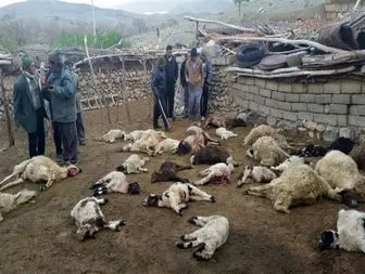 دامدار بواناتی قاتل گوسفندانش را رها کردند+تصاویر