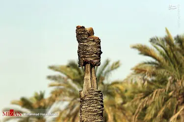 نخل