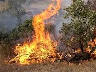 جنگل و مراتع لرستان بر روی بمب ساعتی آتش سوزی!