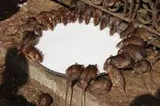 هجوم موش‌هابه مراکز پلیس در انگلیس 