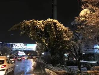 درخت 5