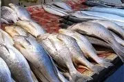  آخرین لحظات زندگی یک ماهی/ عکس