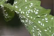 دلایل حضور مگس سفید در تهران 