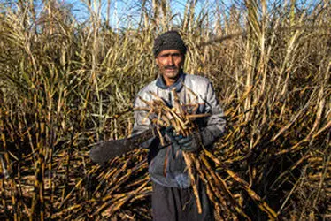 برداشت نیشکر؛ از نی تا شکر