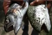 تولید 10 تن ماهی قزل‌آلا در ارزوئیه