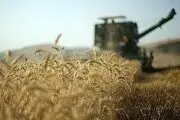  پیشنهاد یک نماینده مجلس برای افزایش قیمت خرید تضمینی گندم 