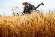 واردات گندم در تضاد با سیاست خودکفایی است

