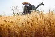 واردات گندم در تضاد با سیاست خودکفایی است
