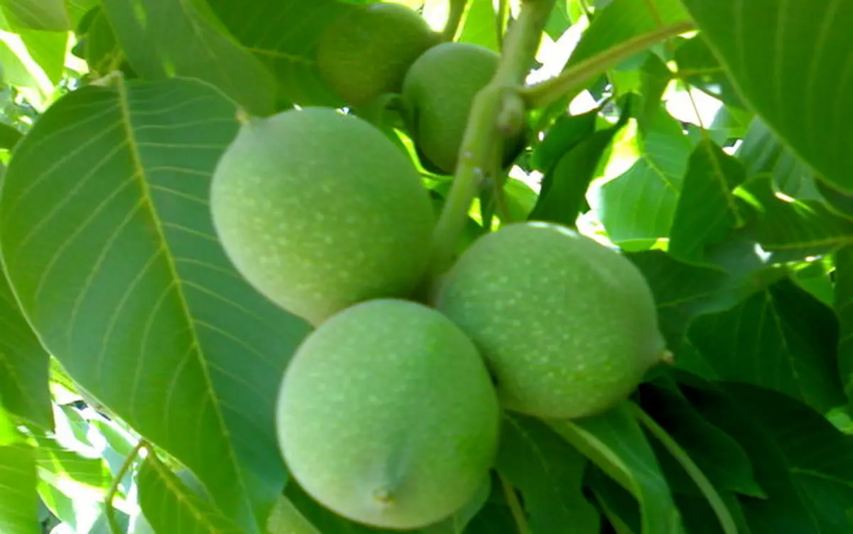 قطب گردوی کشور درگیر خشکسالی