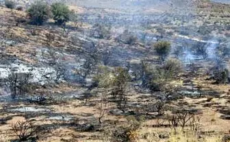 
سوختن 100 هکتار جنگل در آتش + تصاویر
