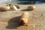 کرمی که زباله می‌خورد!