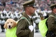 سگ ها در رژه نظامی شیلی+ فیلم