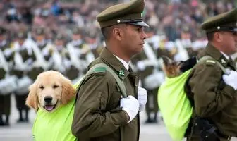 سگ ها در رژه نظامی شیلی+ فیلم