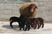پرورش دام چندقلوزا راهی به سوی خودکفایی جوان زرندیه‌ای