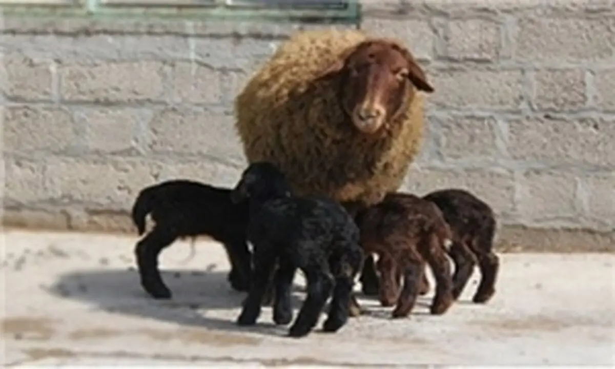 پرورش دام چندقلوزا راهی به سوی خودکفایی جوان زرندیه‌ای