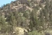 بزرگترین ذخیره گاه جنگل اورس جنوب شرق کشور در قلب رابر