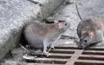 موش‌های آدمخوار در انتظار زلزله احتمالی تهران!