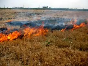 
66 کشاورز گیلانی ثروتشان را آتش زدند
