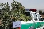 کاشت ماری جوانا با وام ۴۰۰ میلیونی کمیته امداد