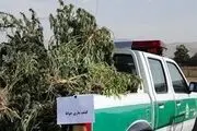 کاشت ماری جوانا با وام ۴۰۰ میلیونی کمیته امداد