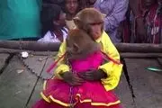بی اطلاعی مسئولان محیط زیست از قانون