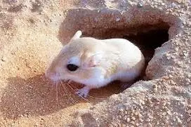 امکان رشد اندام‌ها با کمک موش‌های شاخ‌دار
