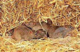 موش‌ها در کدام منطقه تهران بیشترند؟