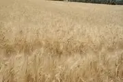 قیمت جدید گندم در شهریور 1400+جزئیات
