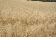 ظرفیت ذخیره سازی گندم کشور 