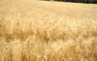 تروریست‌ها گندم کشاورزان سوریه را سرقت و به ترکیه منتقل می‌کنند

