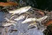 زنگ خطر برای اکوسیستم رودخانه شاپور به صدا در آمد