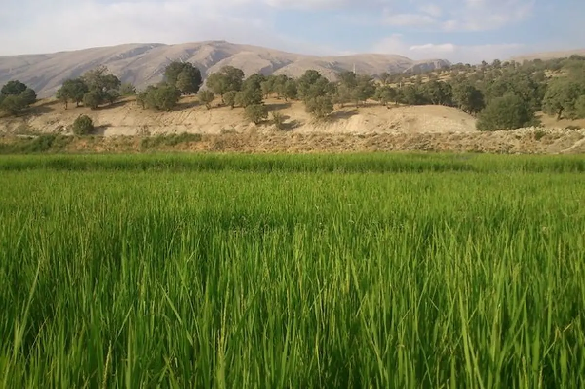 کشت شلتوک به قیمت جان مردم