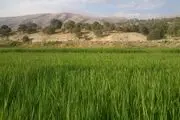 کشت شلتوک به قیمت جان مردم