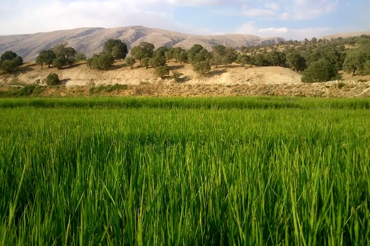 کشت شلتوک به قیمت جان مردم