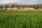کشت شلتوک به قیمت جان مردم