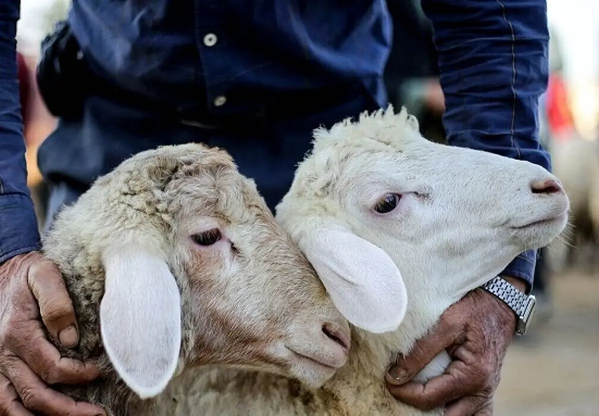 ساعت فعالیت جایگاههای عرضه بهداشتی دام تهران در روزهای عرفه و عید سعید قربان