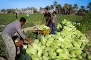 ردپای غریبه‌ها در مزارع دلگان