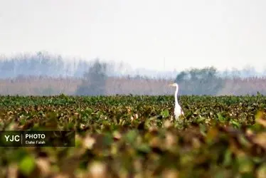 مهمانان زمستانی تالاب انزلی