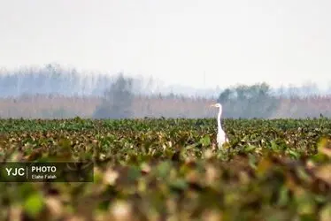 مهمانان زمستانی تالاب انزلی