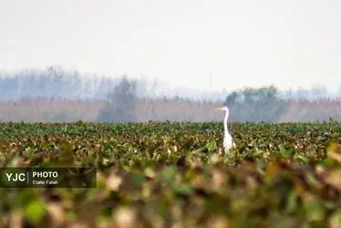 مهمانان زمستانی تالاب انزلی