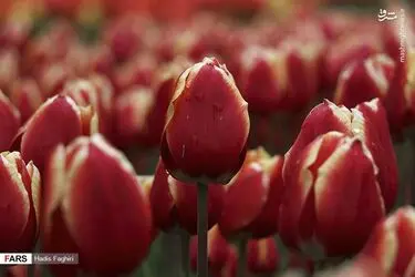 3wQxGTVePyNl