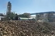 پیش بینی کارخانه قند نقده برای خرید 300 هزار تن چغندر