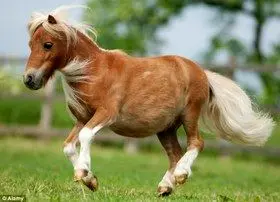 کوچکترین اسب جهان مفقود شد!