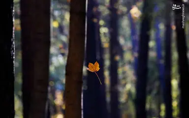 bBXFFnK9NX6M