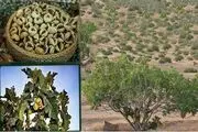 بزرگترین انجیرستان دیم جهان را اینجا ببینید+ عکس